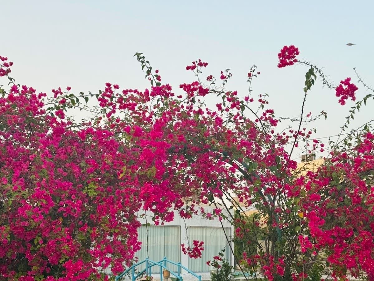 منتجع يوزرسييف — photo 1